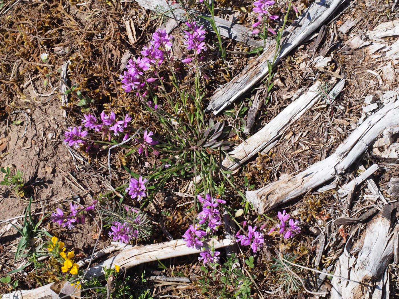 Milkwort, Chalk leaf
